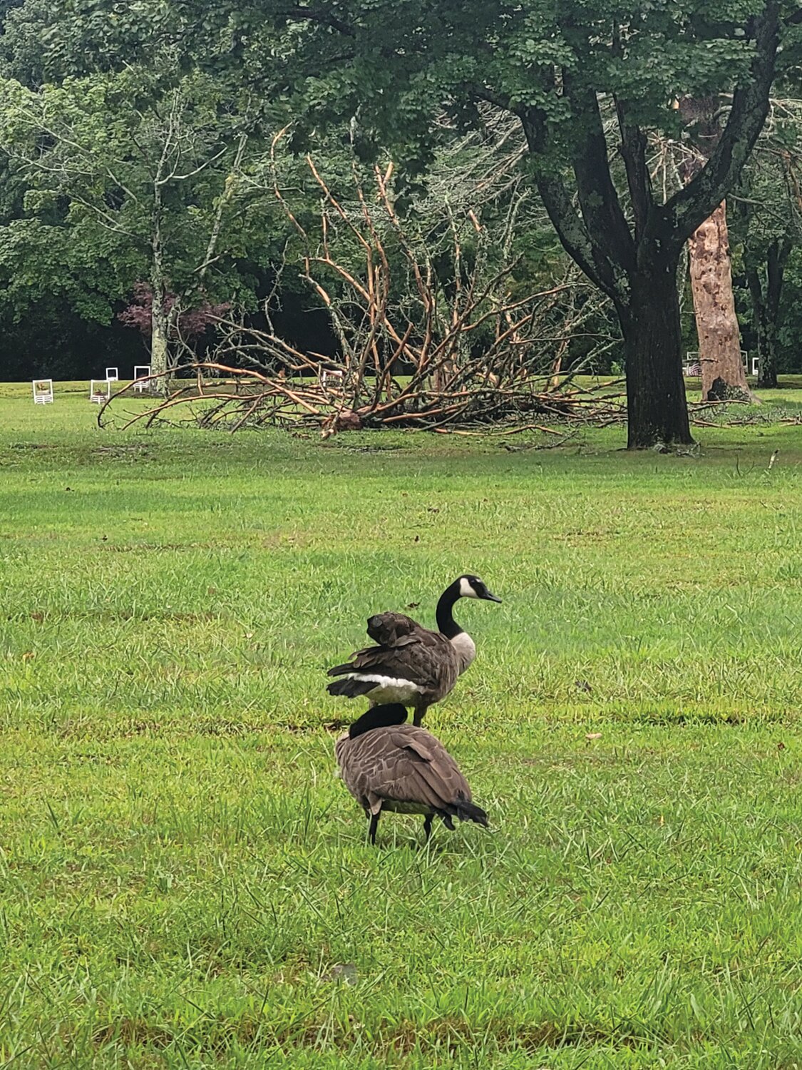 CALM AFTER: As the sun crept through the thick white cloud cover, a flock of Canada geese landed amid the cemetery’s scattered synthetic flowers and piles of broken wood.
